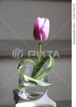 粉紅色鬱金香，葉子呈心形。 138178215