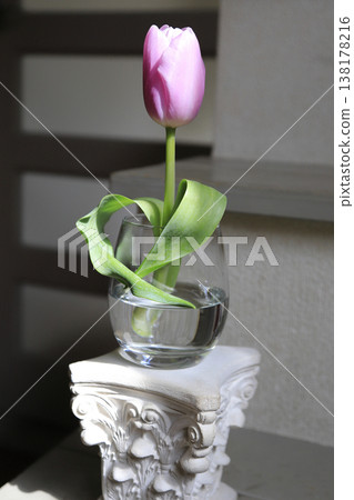 粉紅色鬱金香，葉子呈心形。 138178216
