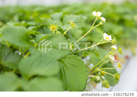 草莓採摘農場裡的草莓花。 草莓採摘農場裡的草莓花。 138178239