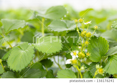 草莓採摘農場裡的草莓花。 草莓採摘農場裡的草莓花。 138178241