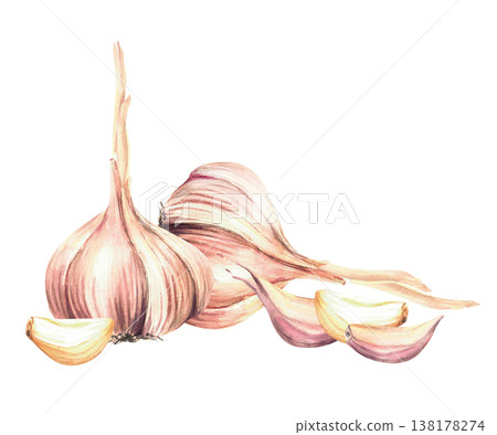 Watercolor Garlic vegetables. Whole bulb with cloves Realistic painted hot seasoning. hand drawn illustration isolated from background. Aromatic culinary herb, flavour for food recipe, garden harvest. 138178274