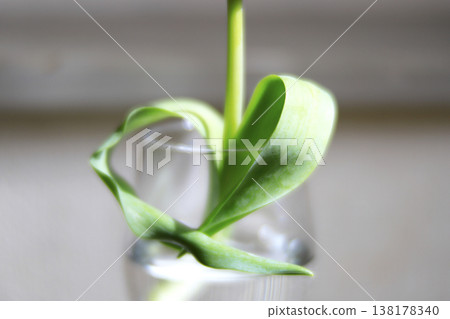 心形鬱金香葉子 心形鬱金香葉子 138178340
