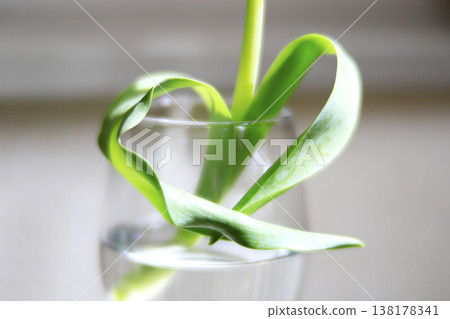 Heart-shaped tulip leaves Heart-shaped tulip leaves 138178341