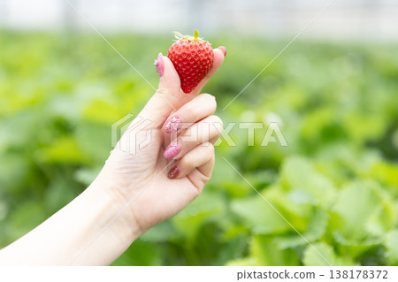 一雙女人的手拿著一顆草莓 一雙女人的手拿著一顆草莓 138178372