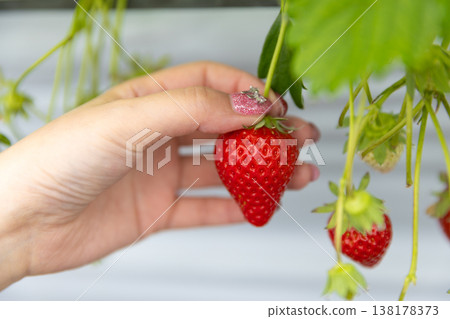 一雙女人的手拿著一顆草莓 138178373
