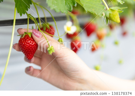 一雙女人的手拿著一顆草莓 一雙女人的手拿著一顆草莓 138178374