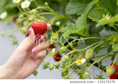 一雙女人的手拿著一顆草莓 一雙女人的手拿著一顆草莓 138178376
