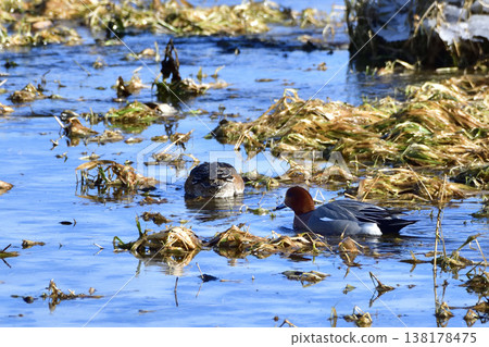 Wigeon Wigeon 138178475