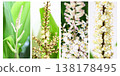 Dracaena flowering process: A comparative collage showing the changes from bud to bloom. 138178495