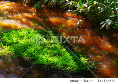 長野縣松本市上高地初夏時節，山上殘留的積雪與翠綠的植物交相輝映，令人賞心悅目。 138178678