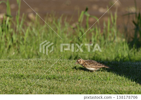 Lark Lark 138178706