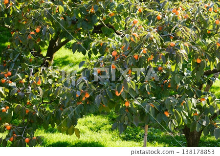 Abundantly bearing, brightly colored persimmons Abundantly bearing, brightly colored persimmons 138178853