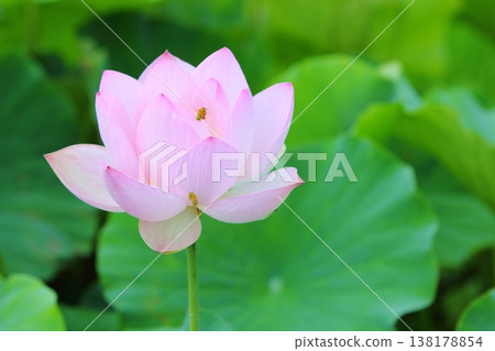 A single lotus flower and a bee A single lotus flower and a bee 138178854