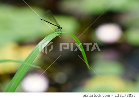 A single dragonfly perched on a long, narrow leaf. 138178855
