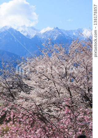 Central Alps of cherry blossoms and residual snow in Okusajoshi Park, Nakagawa-mura, Kamiina-gun, Nagano 138178857