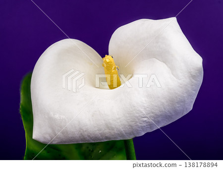 White Calla Lily Flower With Water Drops On Purple Background 138178894