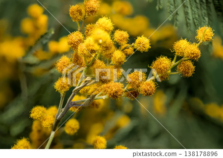 Blooming Yellow Mimosa Acacia Dealbata Branch On Green Background Blooming Yellow Mimosa Acacia Dealbata Branch On Green Background 138178896