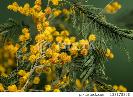 Blooming Yellow Mimosa Acacia Dealbata Branch On Green Background Blooming Yellow Mimosa Acacia Dealbata Branch On Green Background 138178898