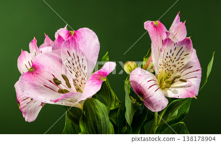 Beautiful Pink Alstroemeria Flowers with Water Drops on Green Background Beautiful Pink Alstroemeria Flowers with Water Drops on Green Background 138178904