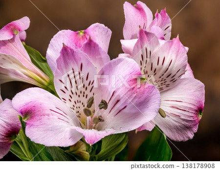 Macro Pink Alstroemeria Flowers with Water Drops on Brown Background 138178908