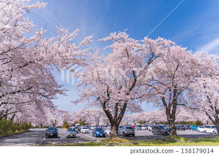 青森縣八戶市八戶公園和兒童樂園的春日景色 138179014