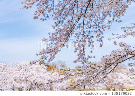 青森縣八戶市八戶公園和兒童樂園的春日景色 青森縣八戶市八戶公園和兒童樂園的春日景色 138179022