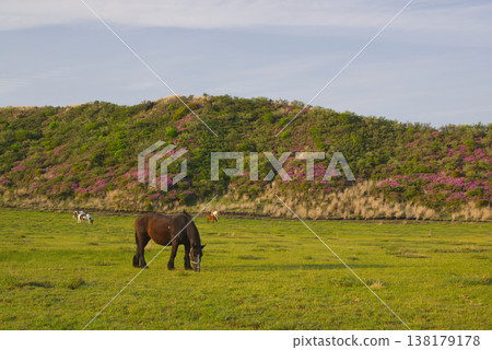 Azaleas and horses blooming at Kusasenrigahama in Aso 138179178