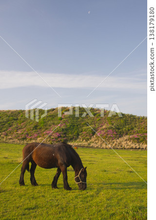 Azaleas and horses blooming at Kusasenrigahama in Aso Azaleas and horses blooming at Kusasenrigahama in Aso 138179180