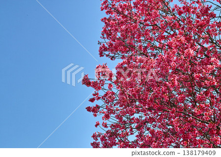 The vibrant pink of the Yoko cherry blossoms stands out against the blue sky. The vibrant pink of the Yoko cherry blossoms stands out against the blue sky. 138179409