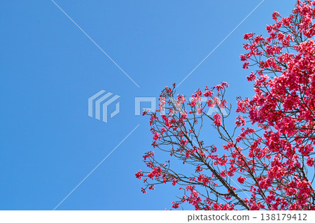 The vibrant pink of the Yoko cherry blossoms stands out against the blue sky. The vibrant pink of the Yoko cherry blossoms stands out against the blue sky. 138179412