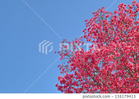 洋子櫻花鮮豔的粉紅色在藍天的襯托下格外醒目。 138179413
