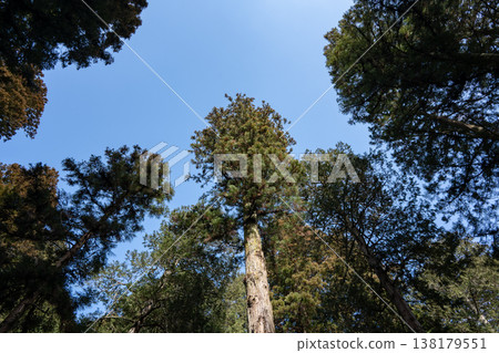 Snapshot of a shrine grounds, Nagano Prefecture Snapshot of a shrine grounds, Nagano Prefecture 138179551
