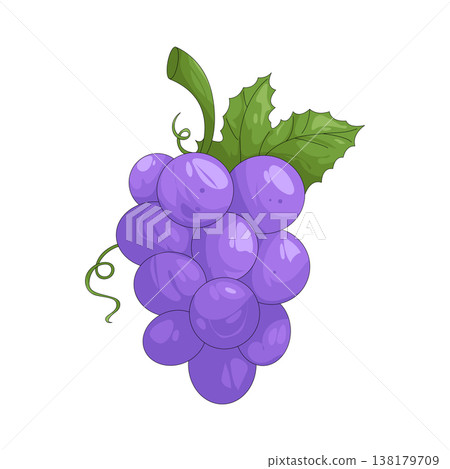 Illustration of grape Illustration of grape 138179709
