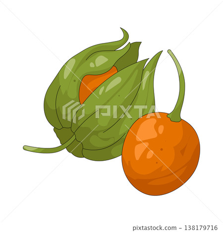 Illustration of goldenberry Illustration of goldenberry 138179716