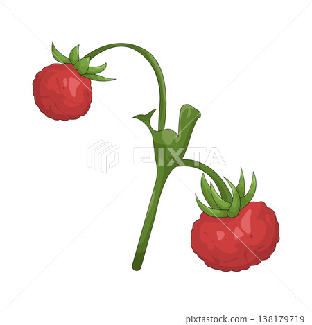 Illustration of raspberry  138179719