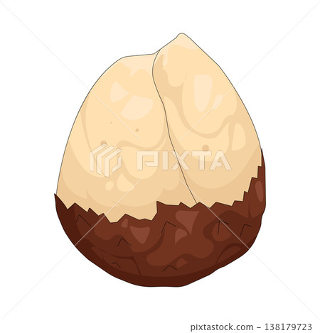 Illustration of snake fruit Illustration of snake fruit 138179723