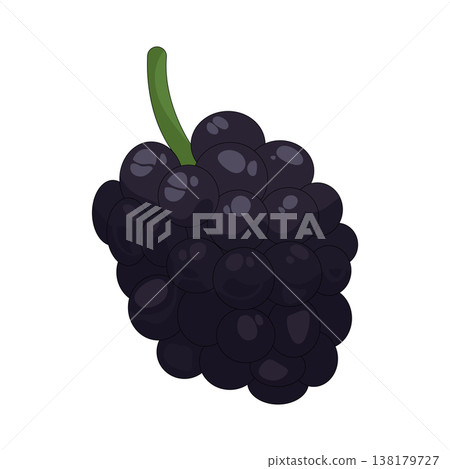 Illustration of blackberry Illustration of blackberry 138179727