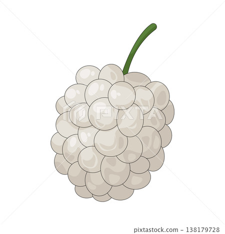 Illustration of white mulberry 138179728