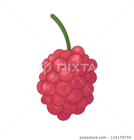 Illustration of red raspberry 138179730