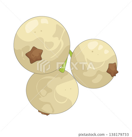 Illustration of White currants Illustration of White currants 138179733