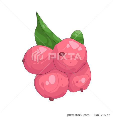 Illustration of pink snowberry Illustration of pink snowberry 138179736