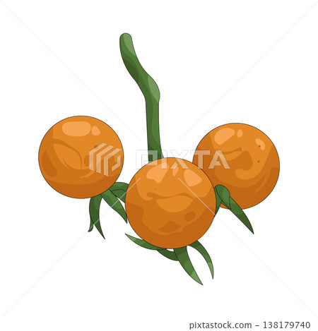Illustration of Sea buckthorn 138179740