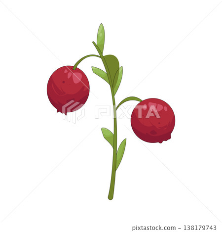 Illustration of cranberry Illustration of cranberry 138179743