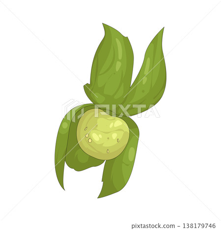 Illustration of tomatillo Illustration of tomatillo 138179746