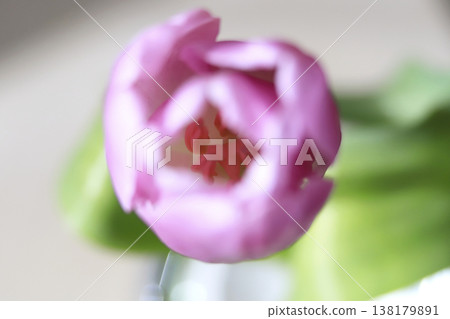 A close-up shot of tulips bathed in spring sunlight. A close-up shot of tulips bathed in spring sunlight. 138179891