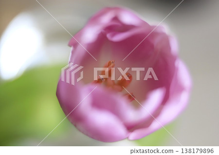 A close-up shot of tulips bathed in spring sunlight. 138179896
