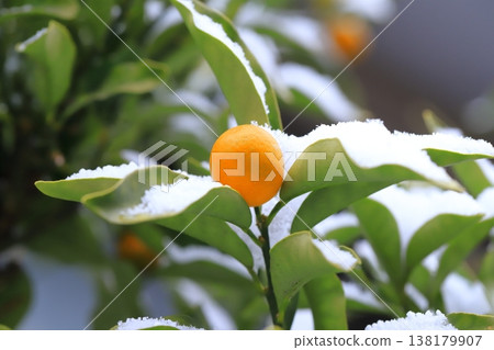 被雪覆蓋的金橘 138179907