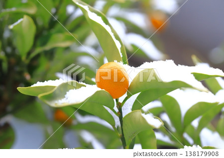 Kumquats that have been covered in snow Kumquats that have been covered in snow 138179908