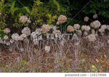 Withered hydrangea Withered hydrangea 138179986