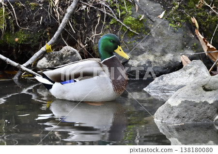 Mallard 138180080
